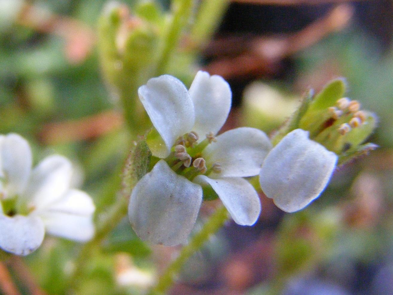 Saxifraga androsacea / Sassifraga rosulata